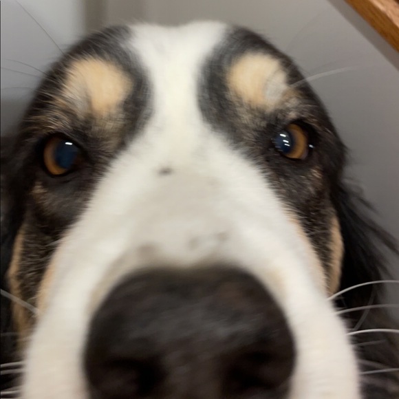 Meet your Posher, Cate - Picture 1 of 1